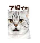 大迫力！ちらっと猫の顔アップ⭐️BIG（個別スタンプ：6）