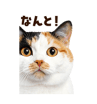 大迫力！ちらっと猫の顔アップ⭐️BIG（個別スタンプ：7）