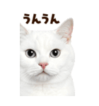 大迫力！ちらっと猫の顔アップ⭐️BIG（個別スタンプ：8）