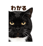 大迫力！ちらっと猫の顔アップ⭐️BIG（個別スタンプ：9）