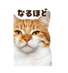 大迫力！ちらっと猫の顔アップ⭐️BIG（個別スタンプ：10）
