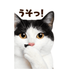 大迫力！ちらっと猫の顔アップ⭐️BIG（個別スタンプ：11）