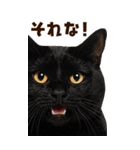 大迫力！ちらっと猫の顔アップ⭐️BIG（個別スタンプ：12）