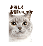 大迫力！ちらっと猫の顔アップ⭐️BIG（個別スタンプ：13）