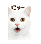 大迫力！ちらっと猫の顔アップ⭐️BIG（個別スタンプ：15）