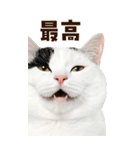 大迫力！ちらっと猫の顔アップ⭐️BIG（個別スタンプ：16）