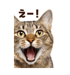 大迫力！ちらっと猫の顔アップ⭐️BIG（個別スタンプ：17）
