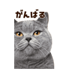 大迫力！ちらっと猫の顔アップ⭐️BIG（個別スタンプ：18）