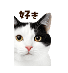 大迫力！ちらっと猫の顔アップ⭐️BIG（個別スタンプ：19）
