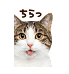 大迫力！ちらっと猫の顔アップ⭐️BIG（個別スタンプ：20）