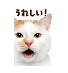 大迫力！ちらっと猫の顔アップ⭐️BIG（個別スタンプ：21）