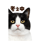 大迫力！ちらっと猫の顔アップ⭐️BIG（個別スタンプ：22）