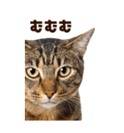 大迫力！ちらっと猫の顔アップ⭐️BIG（個別スタンプ：23）