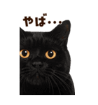 大迫力！ちらっと猫の顔アップ⭐️BIG（個別スタンプ：24）