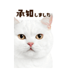 大迫力！ちらっと猫の顔アップ⭐️BIG（個別スタンプ：25）