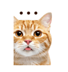 大迫力！ちらっと猫の顔アップ⭐️BIG（個別スタンプ：26）