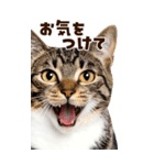 大迫力！ちらっと猫の顔アップ⭐️BIG（個別スタンプ：27）