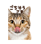大迫力！ちらっと猫の顔アップ⭐️BIG（個別スタンプ：28）