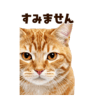 大迫力！ちらっと猫の顔アップ⭐️BIG（個別スタンプ：29）