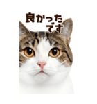 大迫力！ちらっと猫の顔アップ⭐️BIG（個別スタンプ：30）