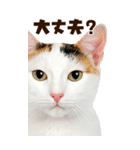 大迫力！ちらっと猫の顔アップ⭐️BIG（個別スタンプ：31）