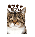 大迫力！ちらっと猫の顔アップ⭐️BIG（個別スタンプ：32）