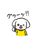 いっつもマルチーズ（個別スタンプ：16）