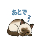 可愛い子猫のゆるふわスタンプ2（個別スタンプ：20）