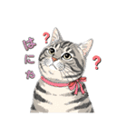 トラ猫 モフたん かわいい日常＆癒しstamp（個別スタンプ：2）