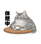 トラ猫 モフたん かわいい日常＆癒しstamp（個別スタンプ：14）