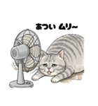 トラ猫 モフたん かわいい日常＆癒しstamp（個別スタンプ：19）