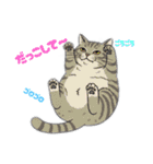 トラ猫 モフたん かわいい日常＆癒しstamp（個別スタンプ：20）
