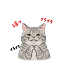 トラ猫 モフたん かわいい日常＆癒しstamp（個別スタンプ：23）