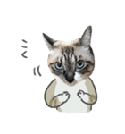 うちの猫るりぽん ちょっとリアル（個別スタンプ：1）