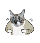 うちの猫るりぽん ちょっとリアル（個別スタンプ：5）