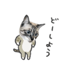 うちの猫るりぽん ちょっとリアル（個別スタンプ：8）