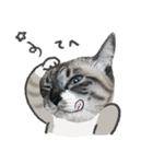 うちの猫るりぽん ちょっとリアル（個別スタンプ：11）