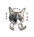 うちの猫るりぽん ちょっとリアル（個別スタンプ：12）