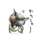 うちの猫るりぽん ちょっとリアル（個別スタンプ：14）