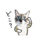 うちの猫るりぽん ちょっとリアル（個別スタンプ：16）