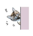 うちの猫るりぽん ちょっとリアル（個別スタンプ：18）