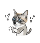 うちの猫るりぽん ちょっとリアル（個別スタンプ：20）