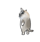うちの猫るりぽん ちょっとリアル（個別スタンプ：21）