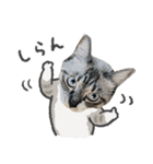 うちの猫るりぽん ちょっとリアル（個別スタンプ：23）