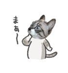 うちの猫るりぽん ちょっとリアル（個別スタンプ：25）