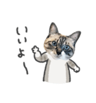 うちの猫るりぽん ちょっとリアル（個別スタンプ：27）