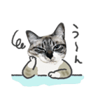 うちの猫るりぽん ちょっとリアル（個別スタンプ：29）