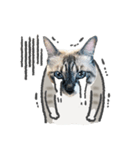 うちの猫るりぽん ちょっとリアル（個別スタンプ：31）