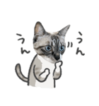 うちの猫るりぽん ちょっとリアル（個別スタンプ：32）