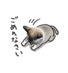 うちの猫るりぽん ちょっとリアル（個別スタンプ：33）